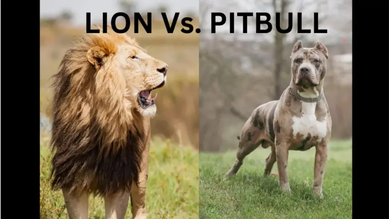 Can a Pitbull Kill a Lion? (Lion Vs. Pitbull)