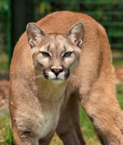 Mounting Lion (Cougar)